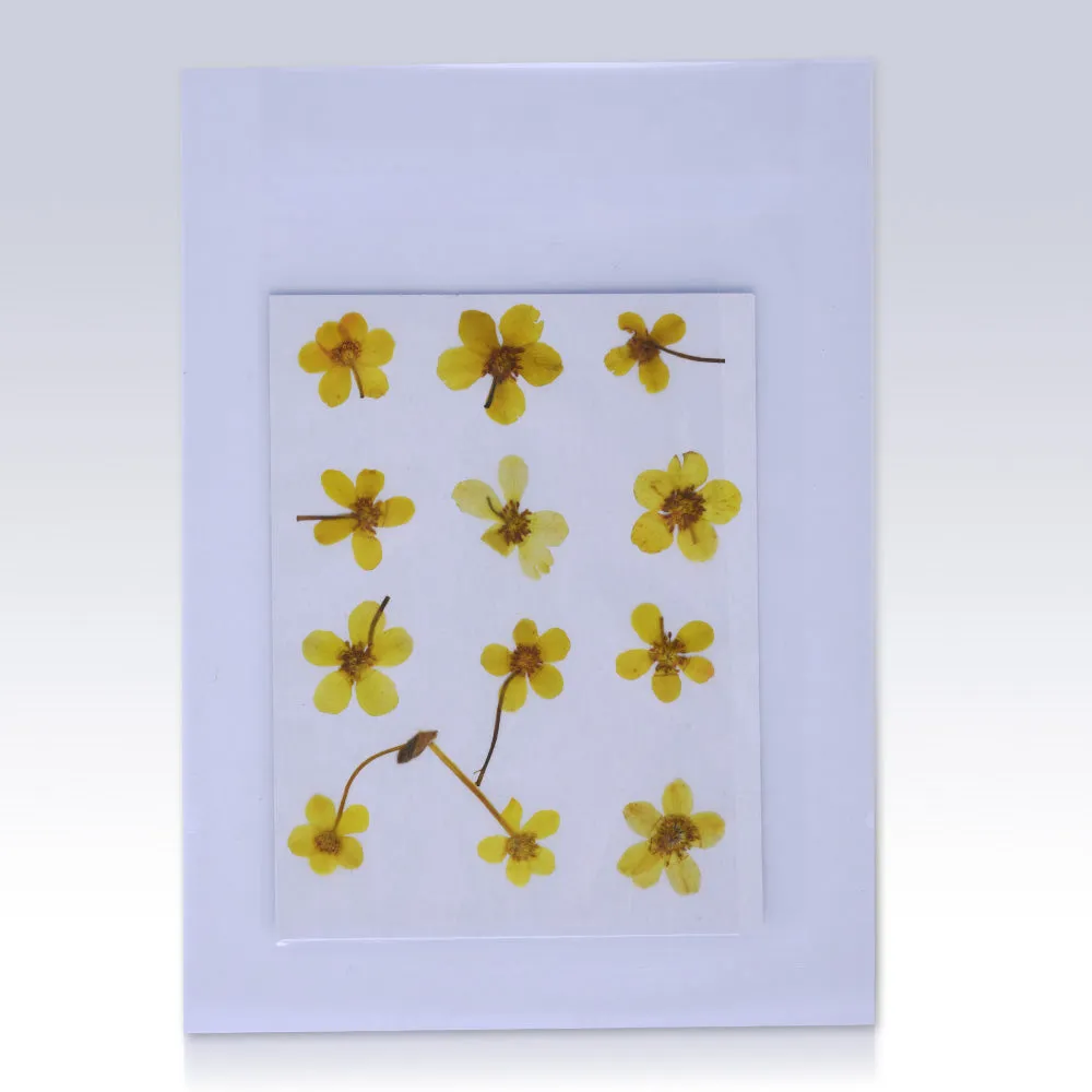 12pcs Dried Real Pressed Flower Stickers dyed pressed flower for phone case