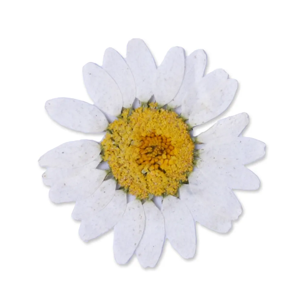 12pcs Dried Real Pressed Flower Stickers dyed pressed flower for phone case