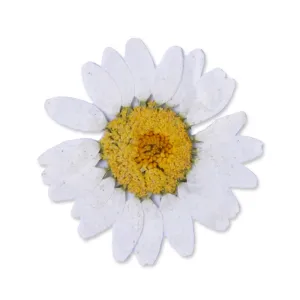 12pcs Dried Real Pressed Flower Stickers dyed pressed flower for phone case