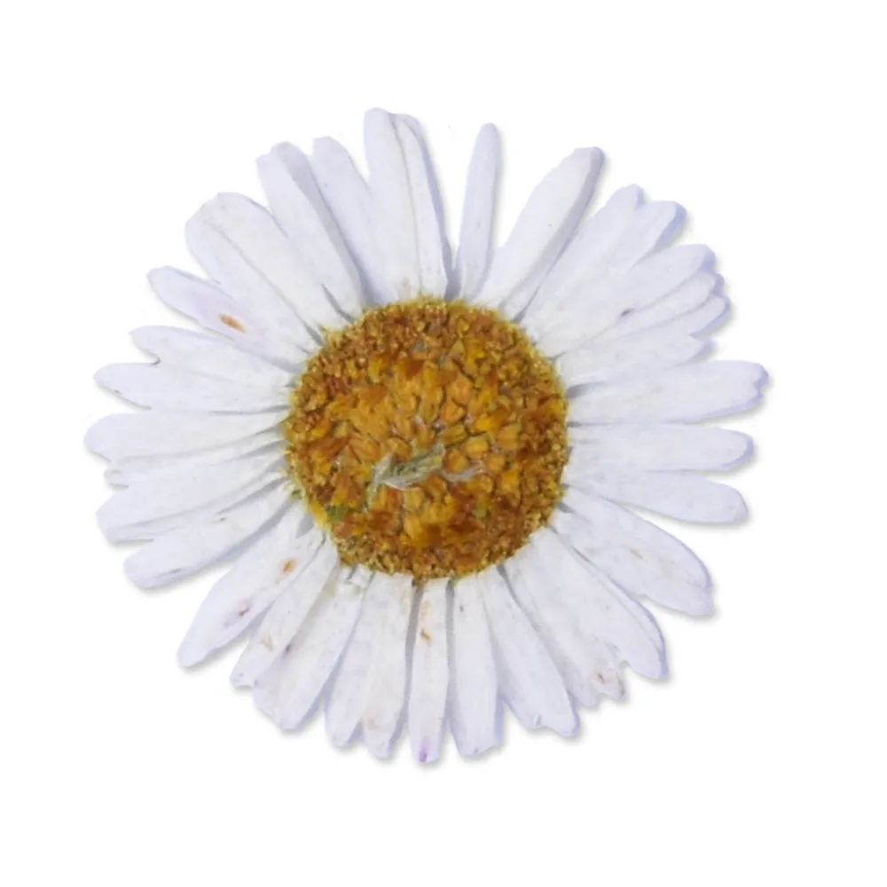 12pcs Dried Real Pressed Flower Stickers dyed pressed flower for phone case,paper goods