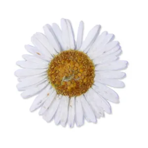 12pcs Dried Real Pressed Flower Stickers dyed pressed flower for phone case,paper goods