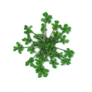 12pcs Real Pressed Flowers dried pressed  flower for Crafting Real Botanical Jewelry