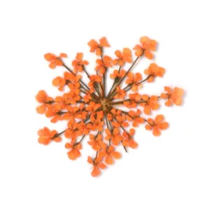 12pcs Real Pressed Flowers dried pressed  flower for Crafting Real Botanical Jewelry