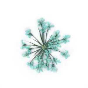 12pcs Real Pressed Flowers dried pressed  flower for Crafting Real Botanical Jewelry