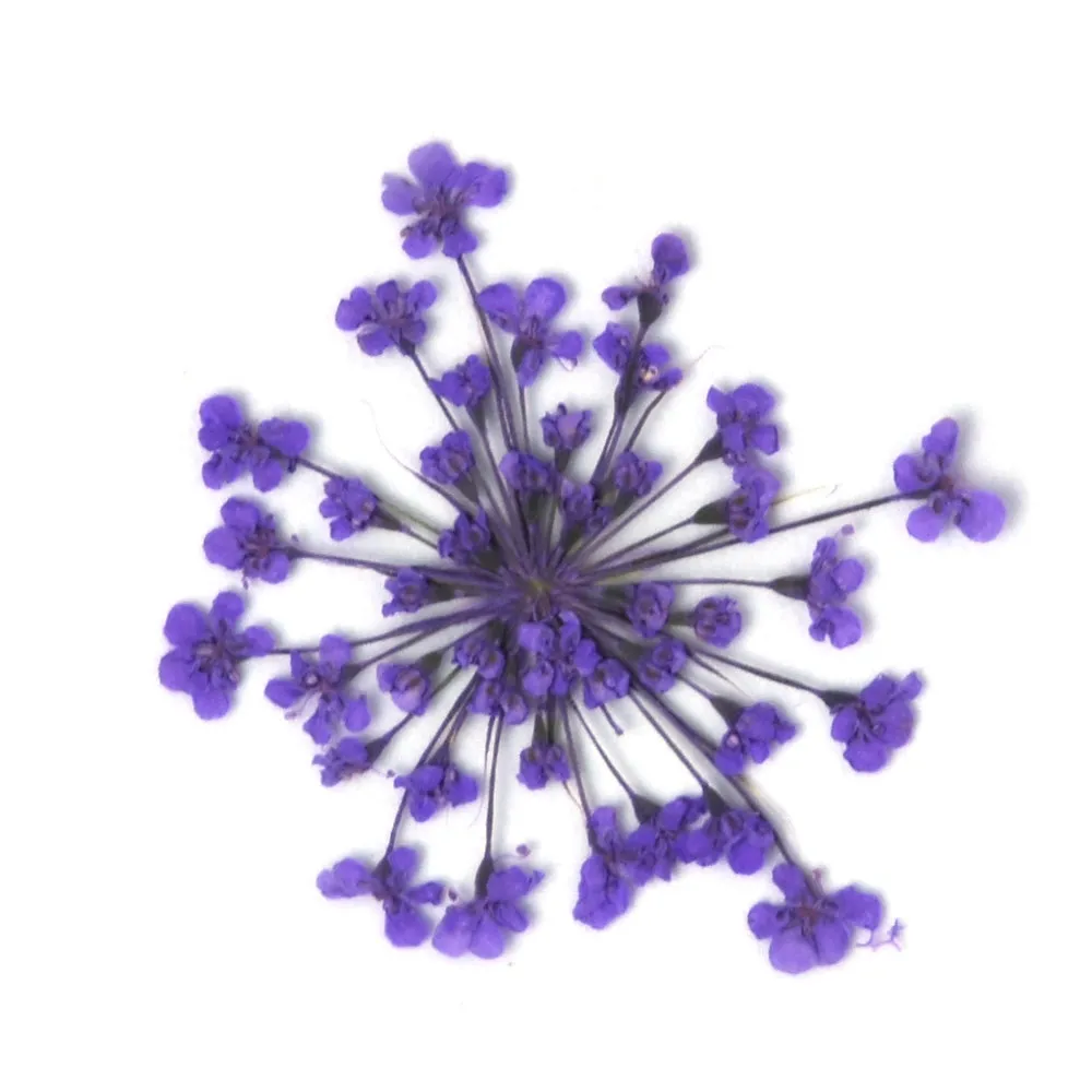 12pcs Real Pressed Flowers dried pressed  flower for Crafting Real Botanical Jewelry
