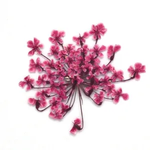 12pcs Real Pressed Flowers dried pressed  flower for Crafting Real Botanical Jewelry