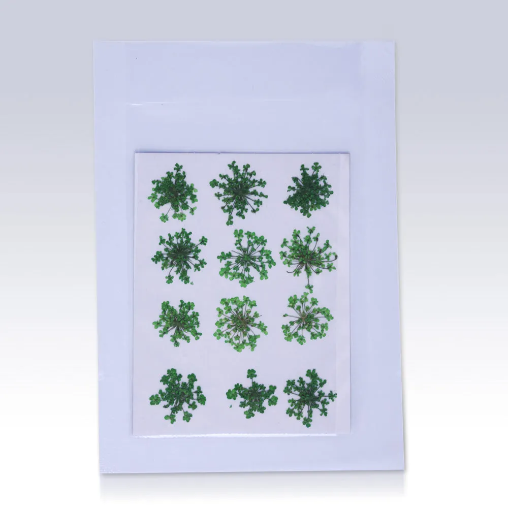 12pcs Real Pressed Flowers dried pressed  flower for Crafting Real Botanical Jewelry