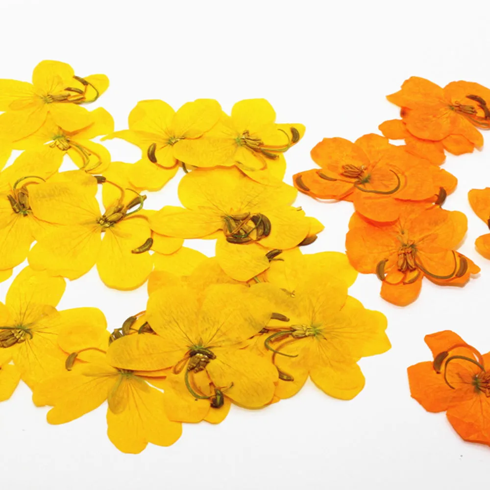 2-3.5cm Pressed Cassia Flowers Yellow and Orange Dried flower diy Photo Frame 12pcs 102283