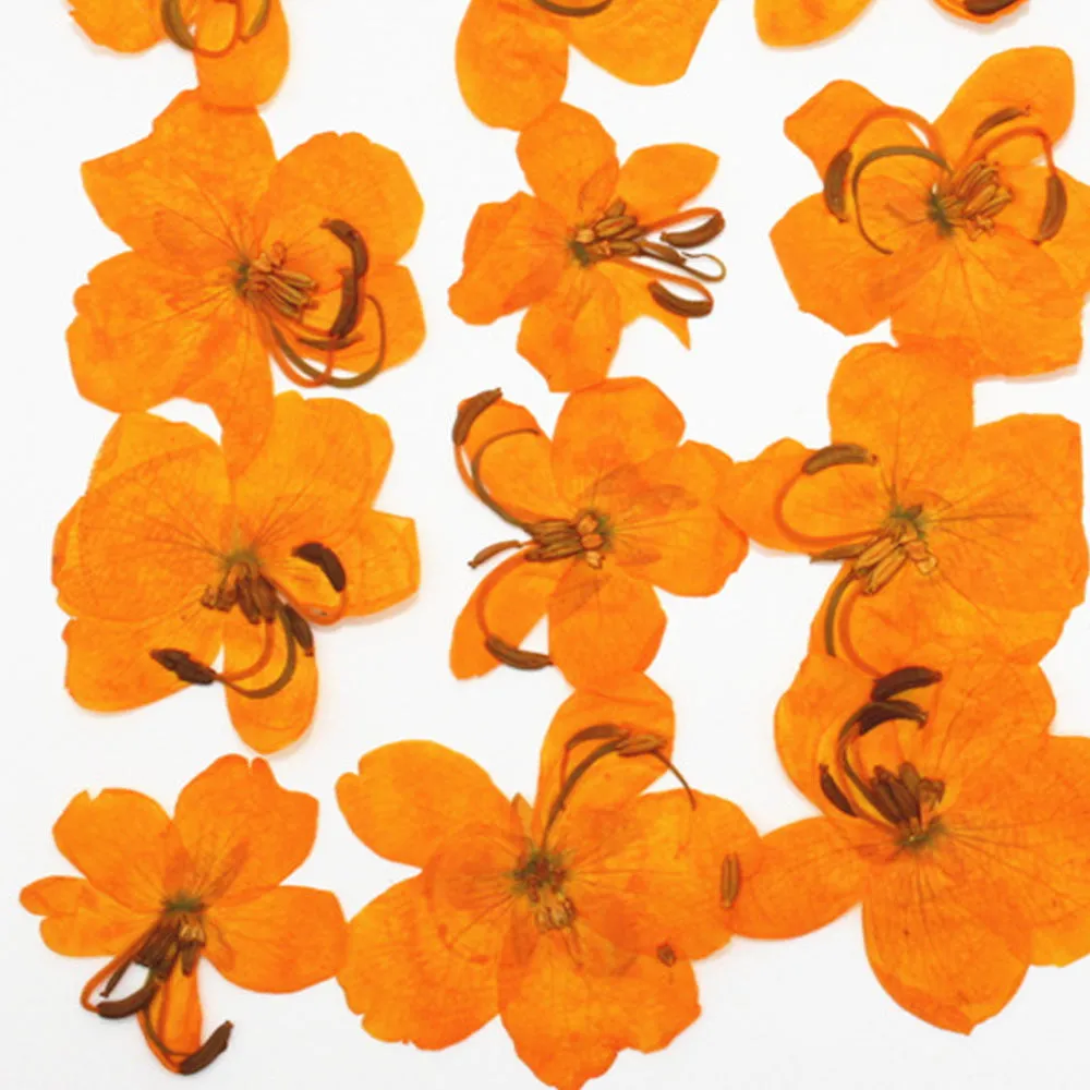 2-3.5cm Pressed Cassia Flowers Yellow and Orange Dried flower diy Photo Frame 12pcs 102283