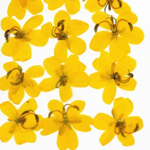 2-3.5cm Pressed Cassia Flowers Yellow and Orange Dried flower diy Photo Frame 12pcs 102283