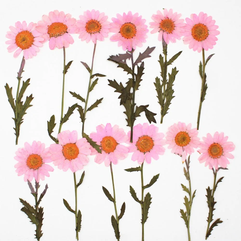 2.5-3.5cm Real flowers Chrysanthemum paludosum Dried Pressed Flowers Gift for nature lovers 6pcs