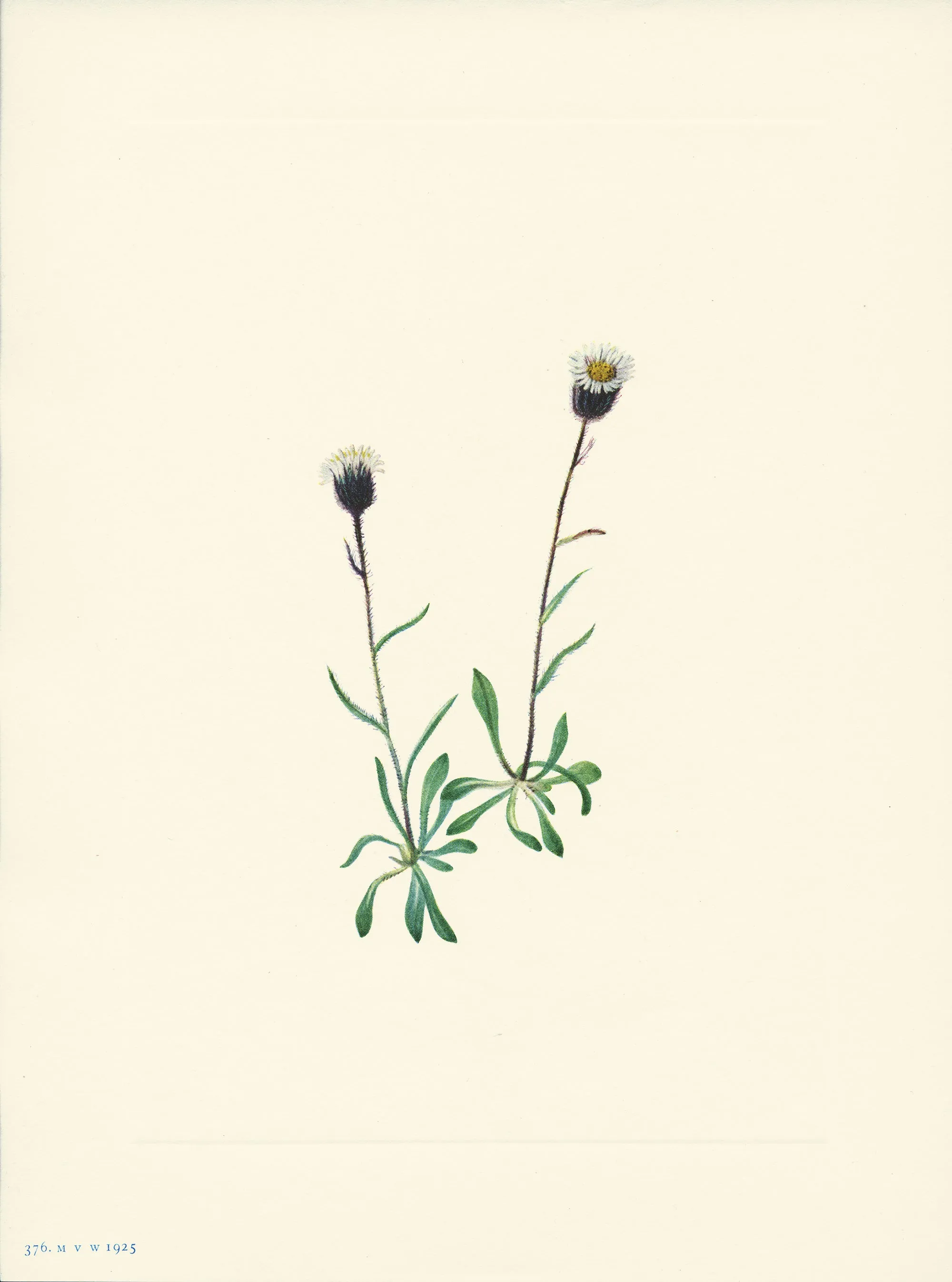 Aleutian Fleabane