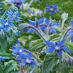 Borage