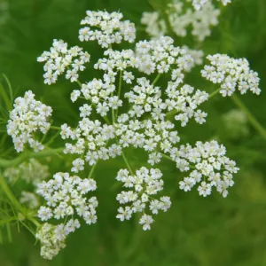 Caraway Seeds