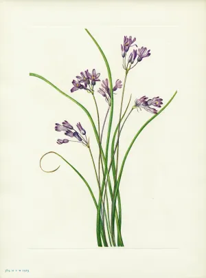 Clusterlily