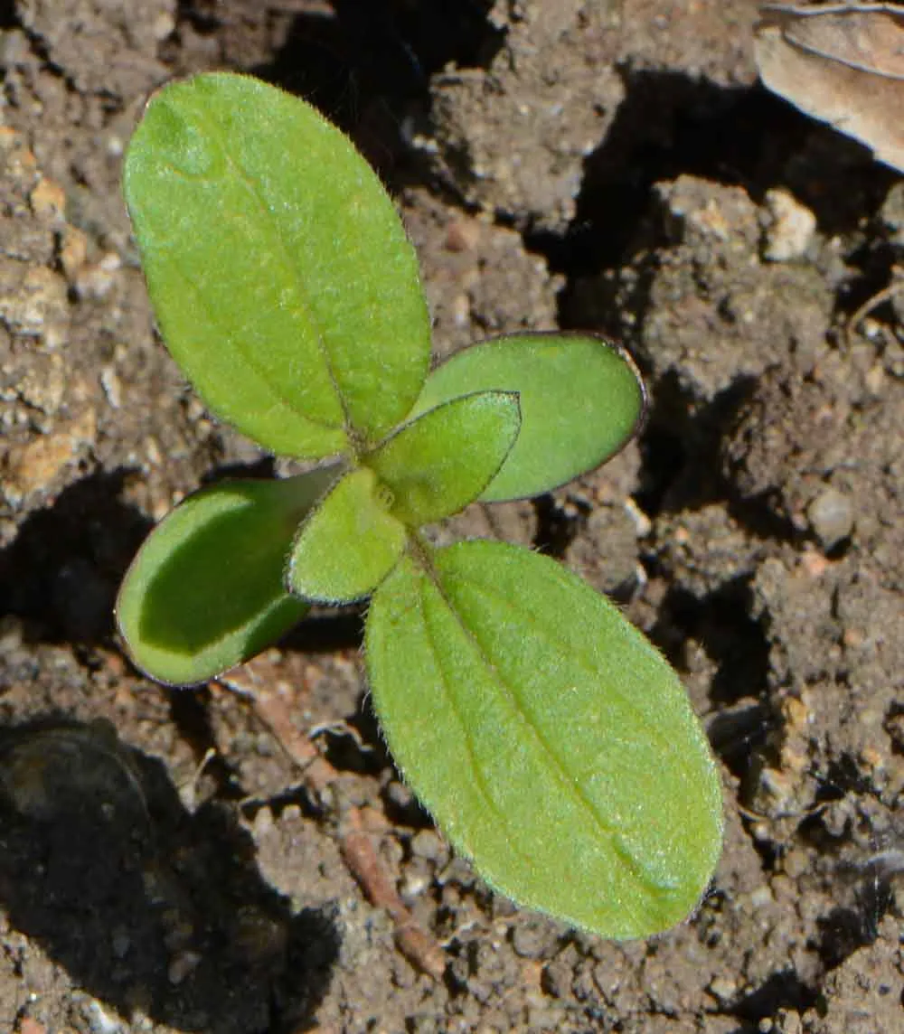 Earthwalker Sunflower Seeds