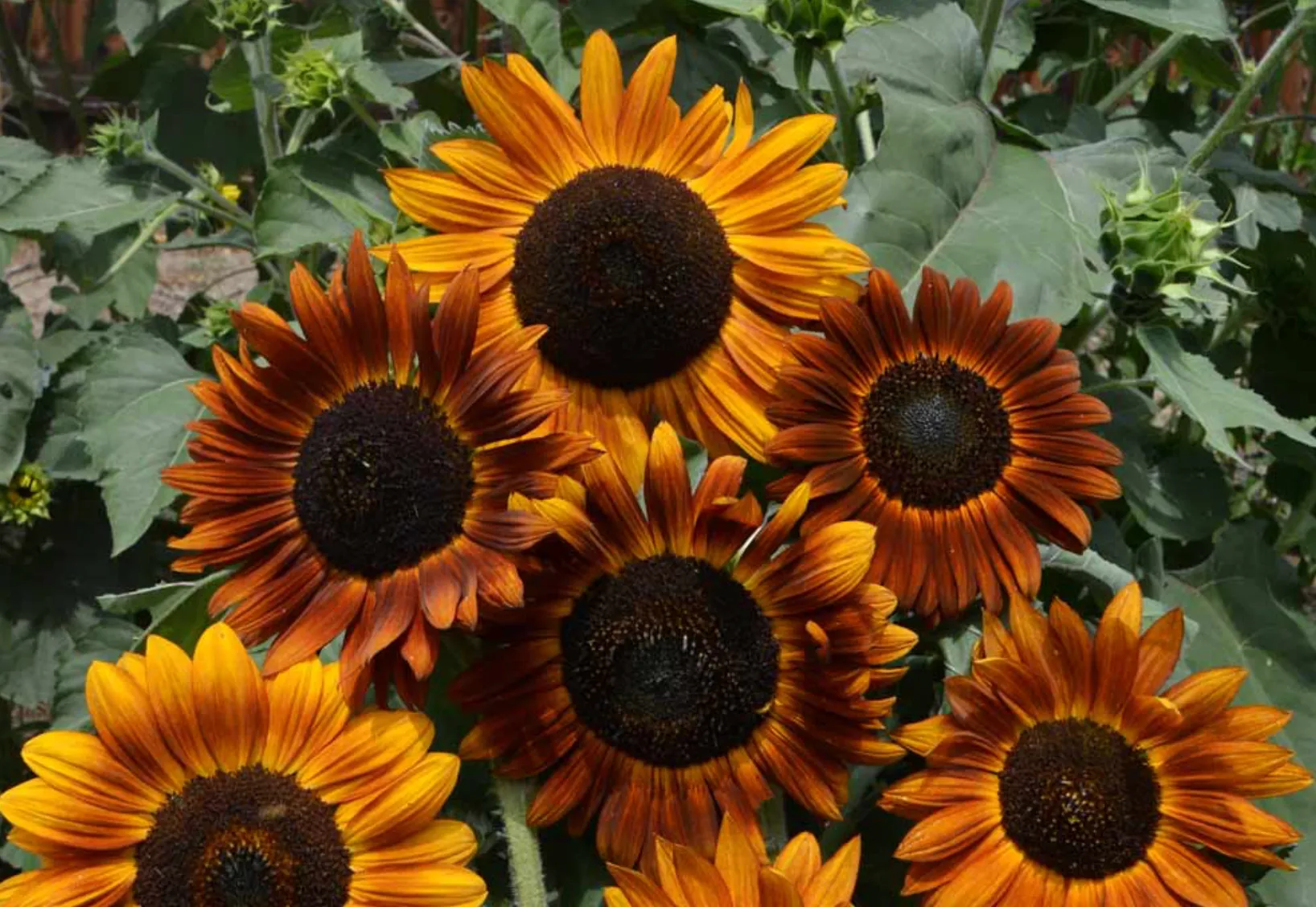 Earthwalker Sunflower Seeds