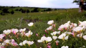 Flowers Lightly Blow in the Wind