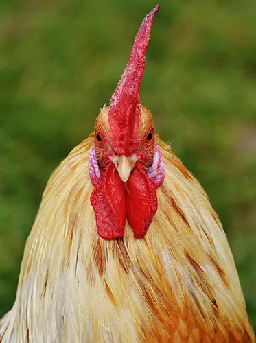 Golden Chicken Forward Facing