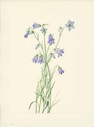 Harebell