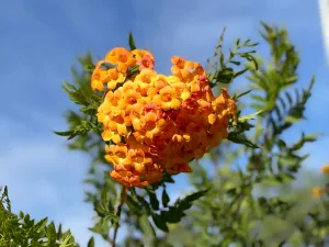 Heart Flowers Unite