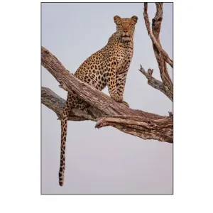 Leopard Portrait