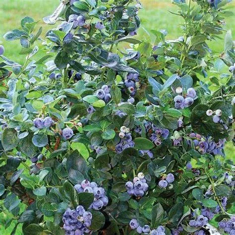 Northcountry Blueberry (Vaccinium 'Northcountry') - 1 Gallon Potted Shrub