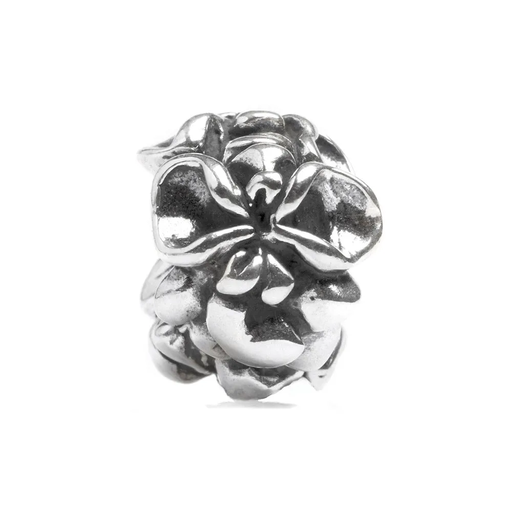 Orchids, Silver