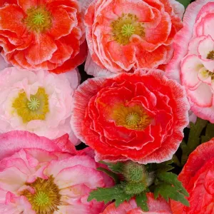 OSC Double Shirley Mixed Poppy Seeds - Packet