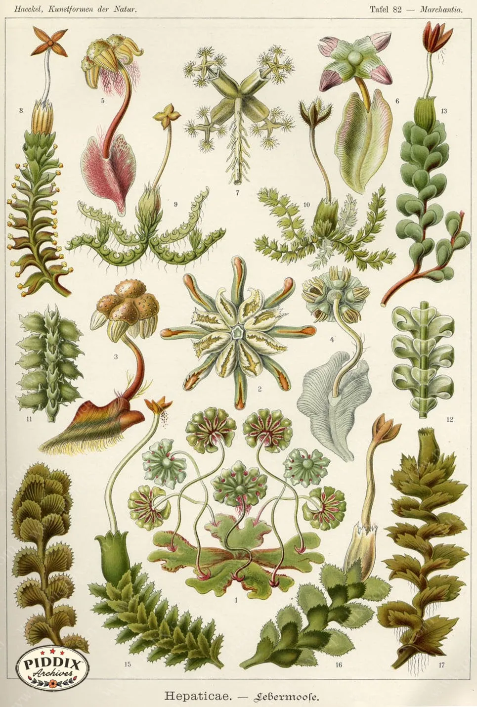 PDXC3181 -- Underwater Creatures