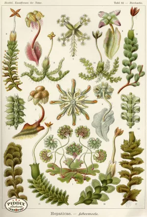 PDXC3181 -- Underwater Creatures