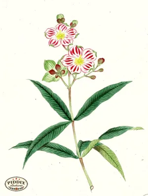 PDXC5538  -- Japanese Watercolors