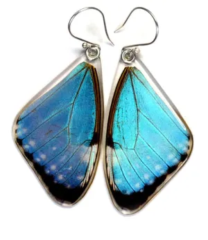 Petal Connection - Butterfly Earrings | Blue Morpho Portis (Top Wing) #0115-T-ER