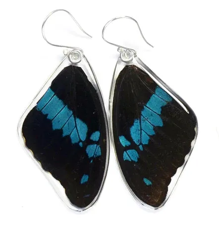 Petal Connection - Butterfly Earrings | Blue Swallowtail (Top Wing) #0280-T-ER