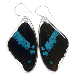Petal Connection - Butterfly Earrings | Blue Swallowtail (Top Wing) #0280-T-ER