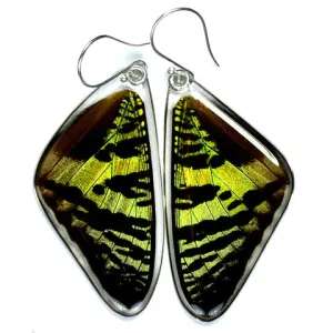 Petal Connection - Butterfly Earrings | Sunset Moth (Top Wing) #0055-T-ER