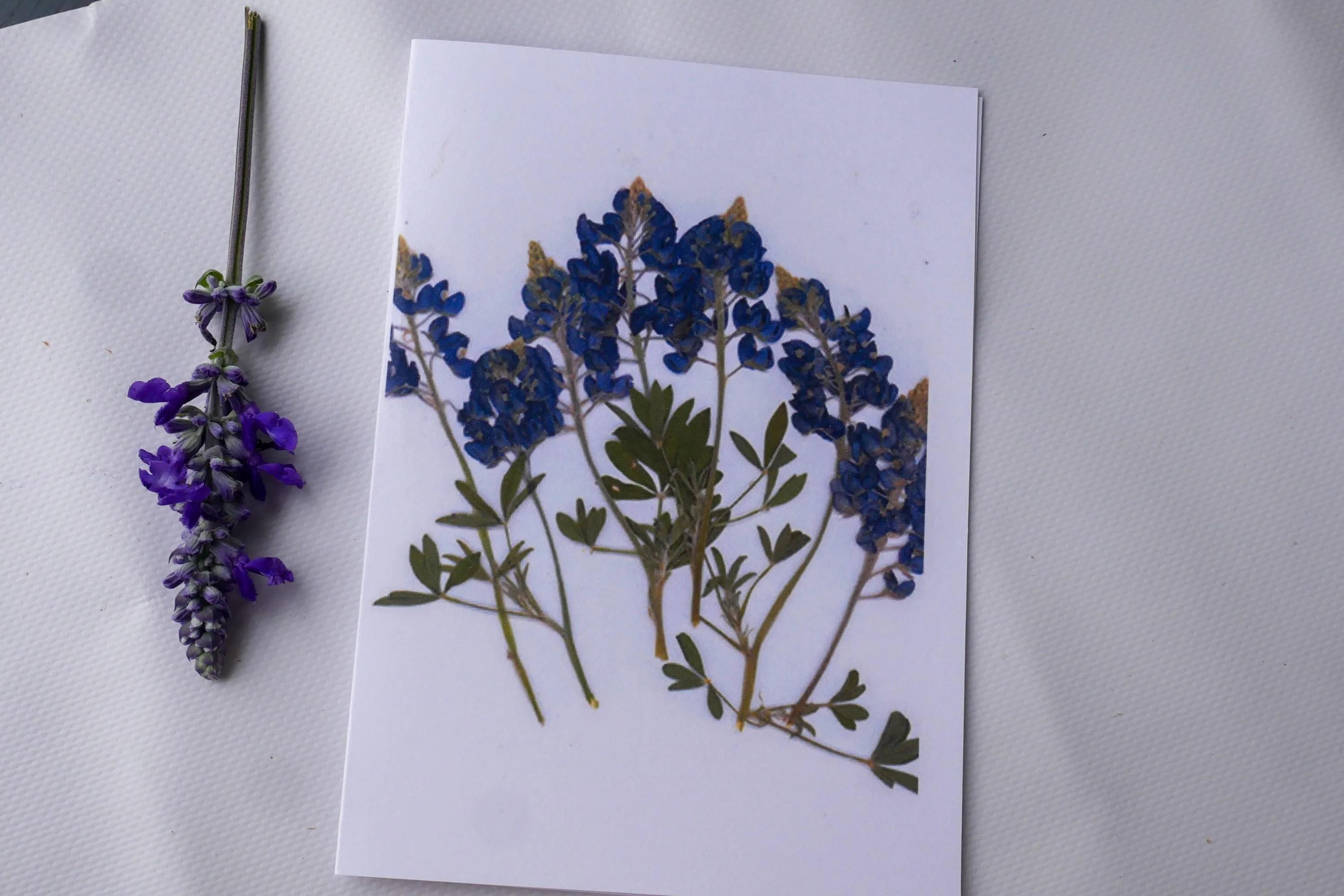 Pressed Texas wildflower greeting cards, bluebonnet art, Texas native flower art, set of cards