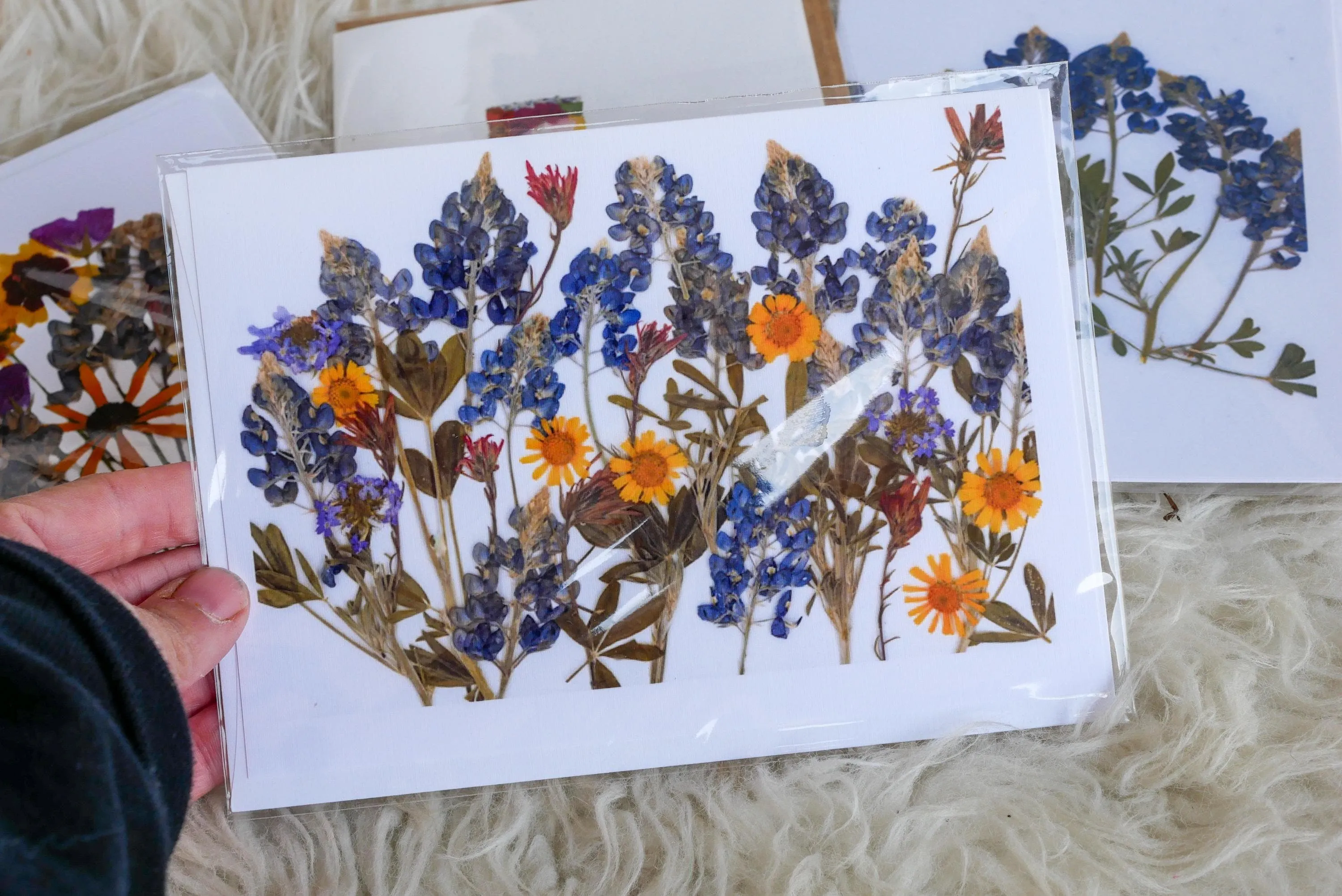 Pressed Texas wildflower greeting cards, bluebonnet art, Texas native flower art, set of cards