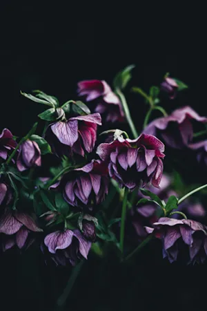 Purple flowers