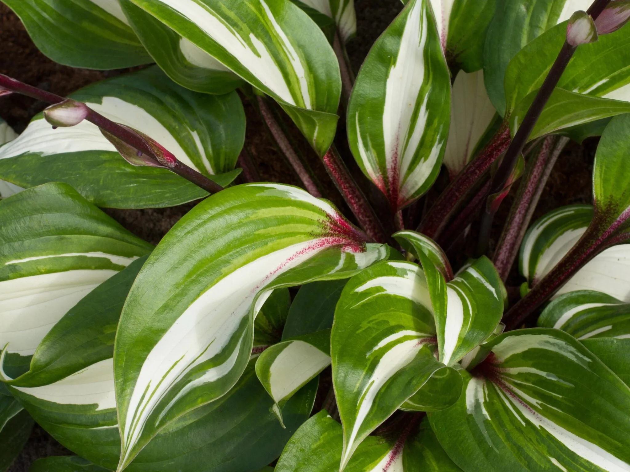 'Raspberry Sundae' Hosta - 1 Gallon Potted Perennila