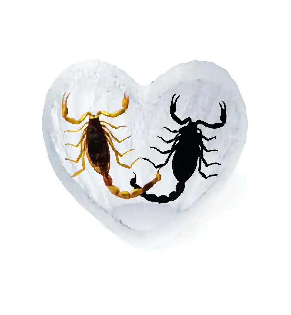 Real Black Emperor Scorpion and Real Bark Scorpion Heart Shape Desktop Real Nature Gift