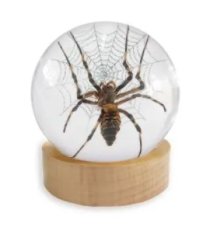 Real Spider Globe With Wood Base Real Nature Gift