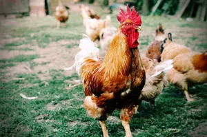 Rooster in the Hen Yard