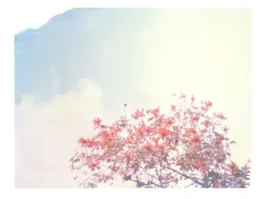 Soft Orange And Blues