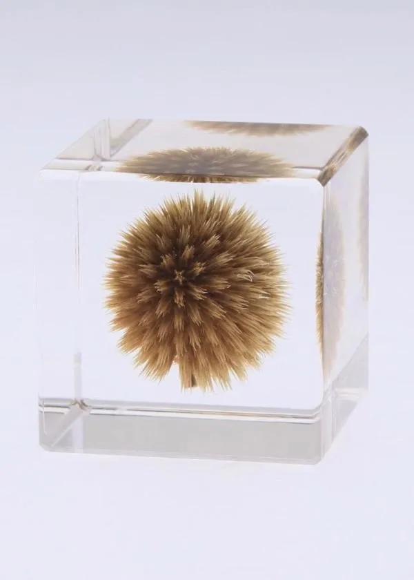 Sola Cube, Globe Thistle