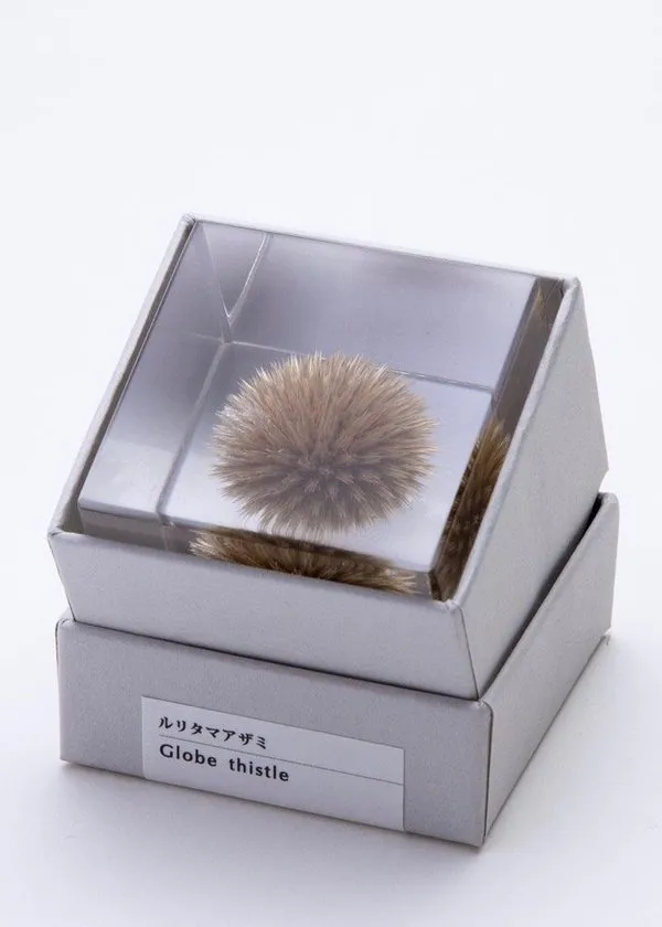 Sola Cube, Globe Thistle