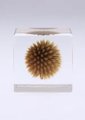 Sola Cube, Globe Thistle