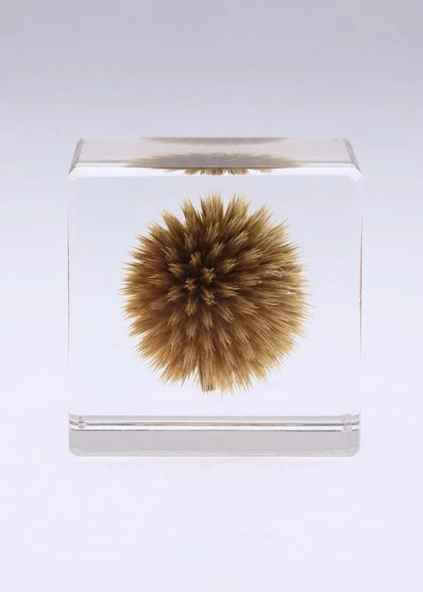 Sola Cube, Globe Thistle