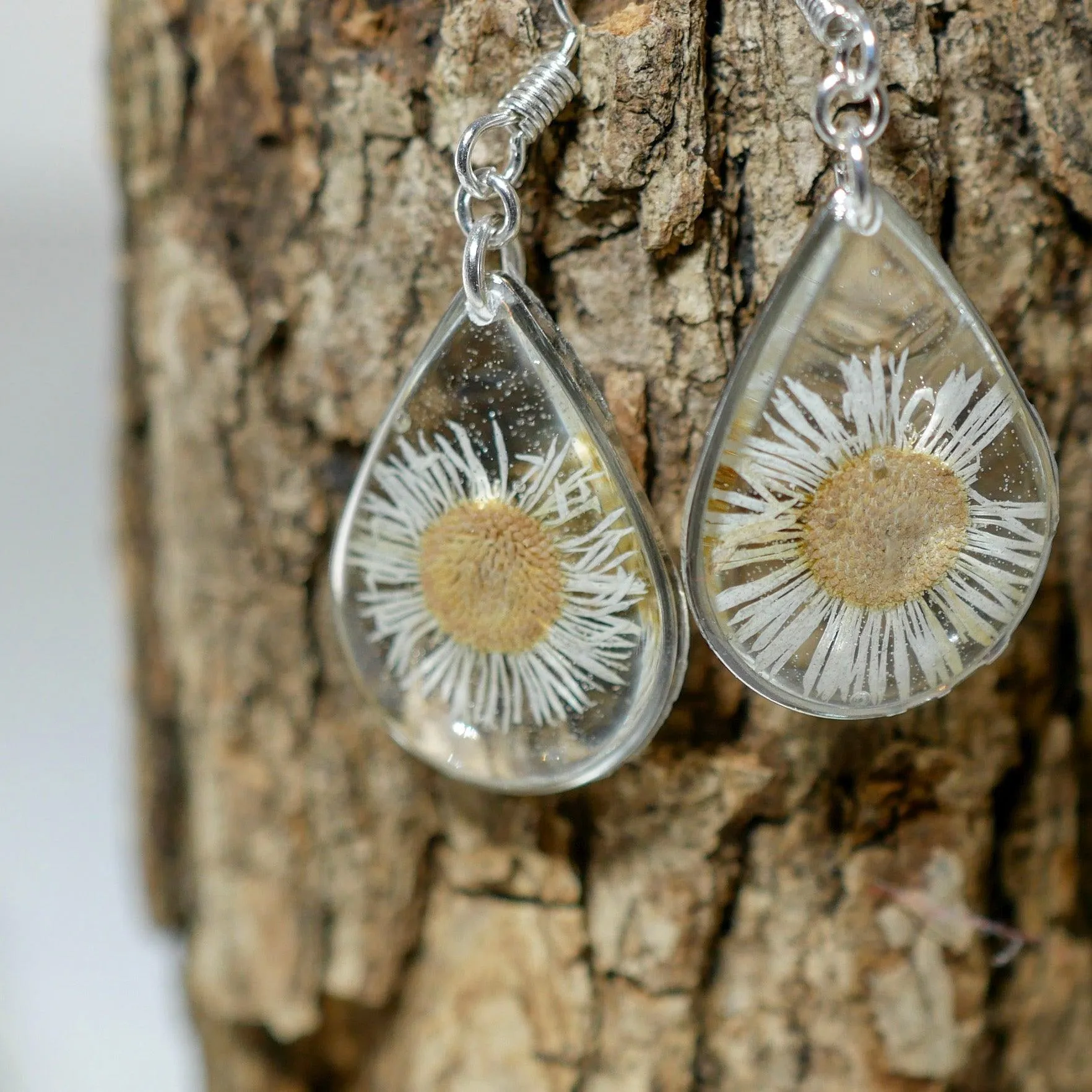 Tiny Real Daisy Teardrop Earrings