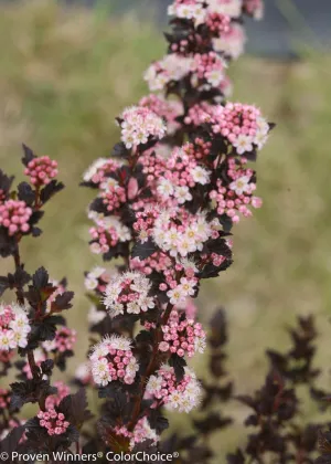 'Tiny Wine' Ninebark (Physocarpus opulifolius) - 30cm
